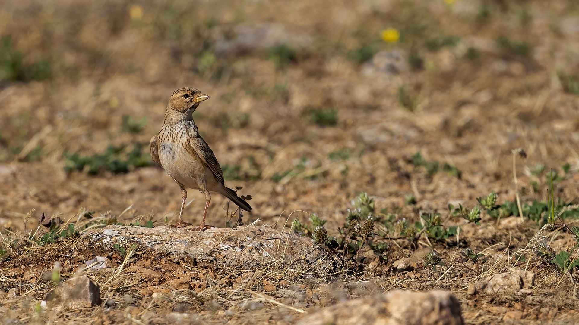Lesser Short-toed Lark